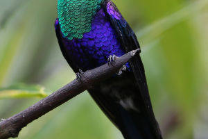Hummingbird Wing Dynamics
