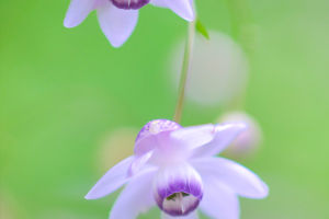 Dendrobium Care Guide