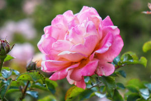 The Enchanting Elegance