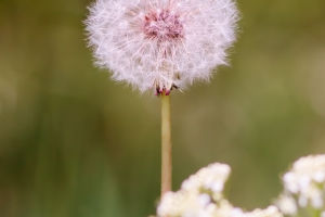 Dandelions