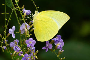Fluttering Symphony