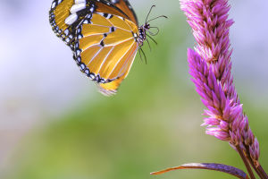 Fluttering Beauty
