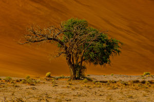 The Green Oasis