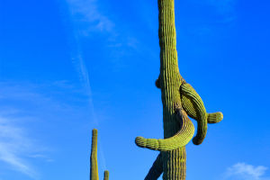 Desert heroes