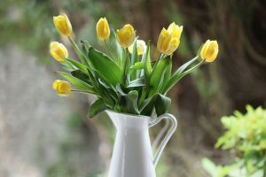 Fresh Flower Care
