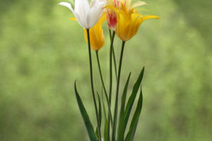 How to Care for Tulips?
