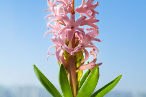Growing Hyacinths