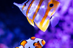 Clownfish