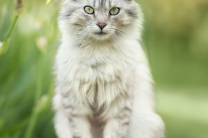 The Art of Feline Stretching