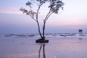 Mangroves: Coastal Survivors