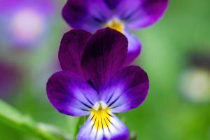 Heartsease Flower