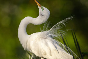 Graceful Egrets