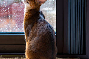 Abyssinian Cat