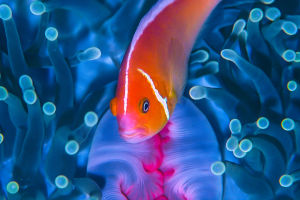 Finding Nemo in Dubai
