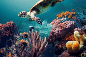 Long-lived turtles