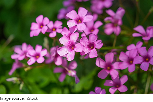 Bí ẩn của cây ngủ
