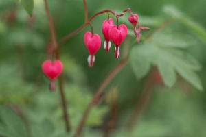 Bleeding Heart Care