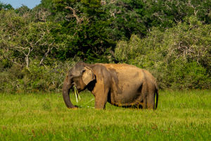 The Magnificent Giants