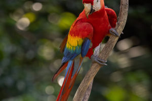 Vibrant Scarlet Macaw