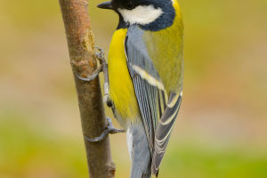 Great Tit
