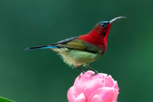 Nature's Jewel
