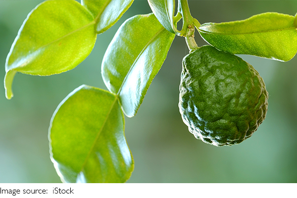 Manfaat Selai Bergamot