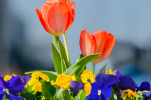 The Beloved National Flower
