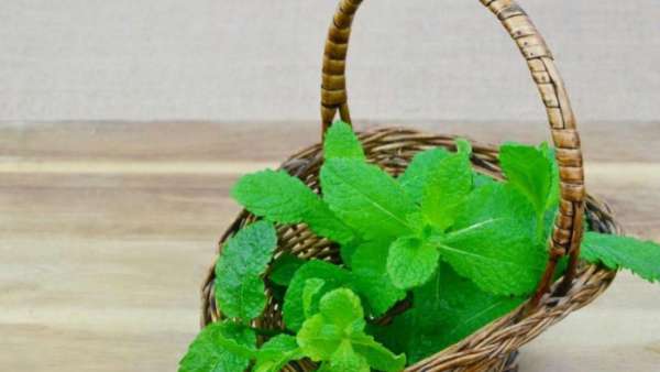 Daun mint adalah makanan yang baik untuk pencernaan karena dapat membantu iritasi usus.