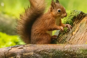 Squirrel and Chipmunk