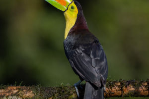Toco Toucan: Unique Bill