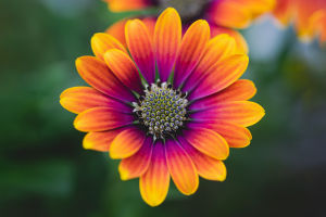 Advancing Cape Daisy