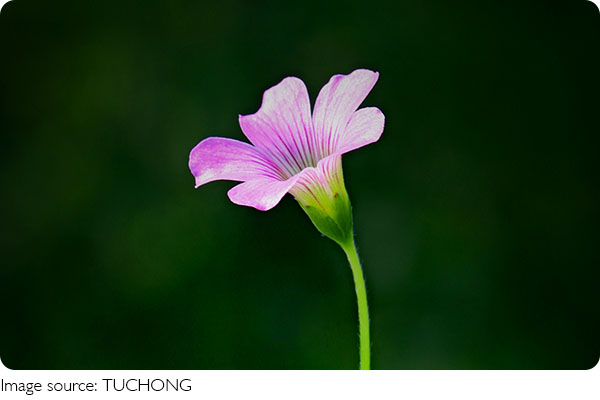 Nghệ thuật tĩnh vật