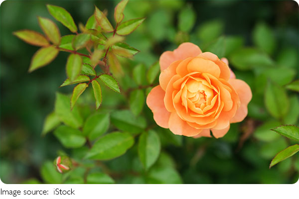 Floral Fragrance Secrets