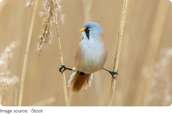 O pássaro azul secreto