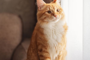 Wellness Whiskers