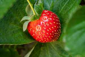 Sowing Sweetness