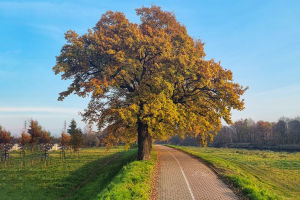 Oak Treasures