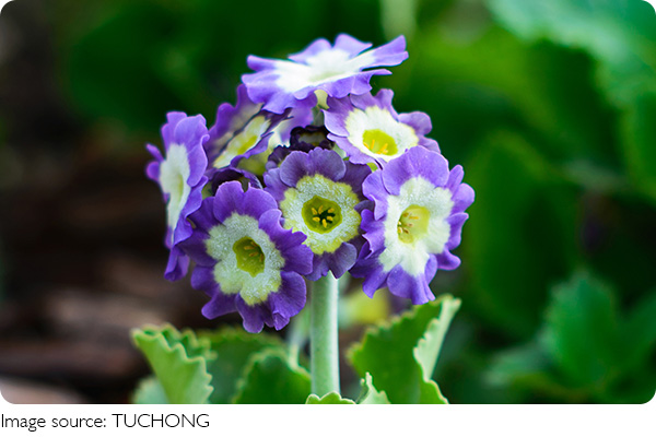 Flowers? Cozy Homes!