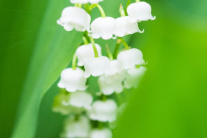 Spring's Lily