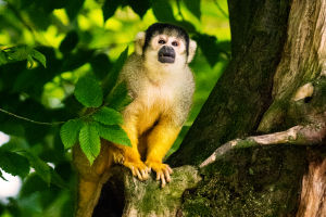 The Primate World