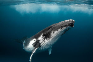 Whale Wonders