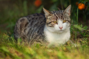 Common Cat Breeds