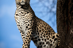 Leopard Diversity