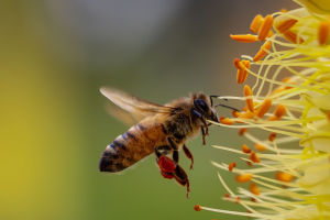 Pollination Nation