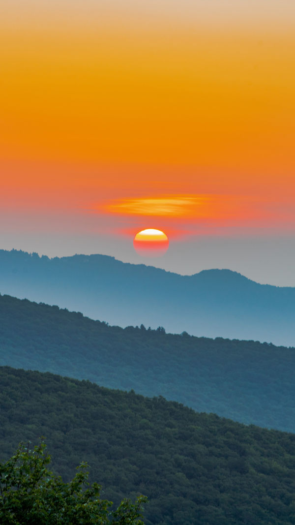 Deciphering Nature's Canvas