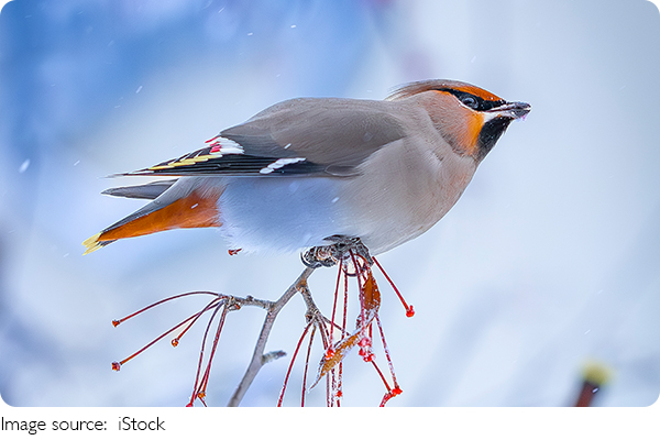 Doğanın Mimarları