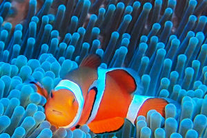Guardians of the Reefs