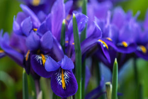 Intriguing Iris