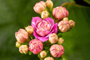 Spring Splendor