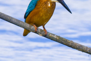 Nature’s Aerial Hunters
